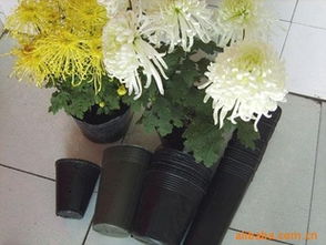 規(guī)模化培育利器 經(jīng)濟(jì)型花卉周轉(zhuǎn)筐供應(yīng)商推薦！熱鍍管批量最優(yōu)選——玉田縣欣然塑料制品廠(chǎng)
